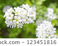  白花 123451816