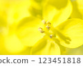 油菜花蜜 123451818