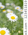  白花 123451819