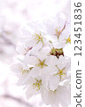 盛開的櫻花 123451836