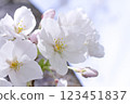 櫻桃花瓣 123451837