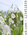 香草白花 123451839