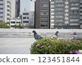 鴿子在城市公園的建築物前行走 123451844
