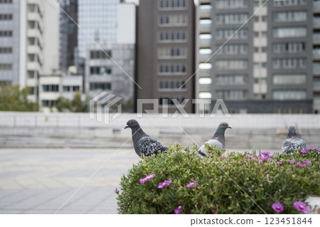 鴿子在城市公園的建築物前行走 123451844