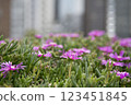 用鮮花的風景 123451845