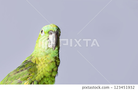 closeup of a green feather parrot, A green Psittacoidea in white background, closeup of a green parrot eye with copy space 123451932