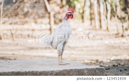A farm rooster in the yard, close up of a breed rooster in a yard, Beautiful breed rooster in the yard 123451939