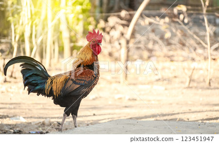 Beautiful breed rooster in the yard, a farm rooster in the yard, close up of a breed rooster in a yard 123451947