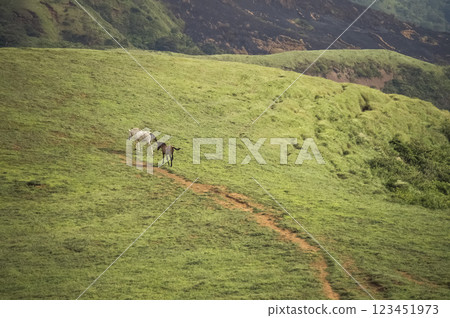 Two horses eating grass together in the field, hill with two horses eating grass, two horses in a meadow 123451973