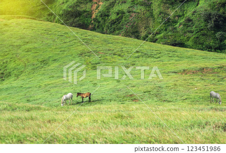 Two horses eating grass together in the field, hill with two horses eating grass, two horses in a meadow 123451986
