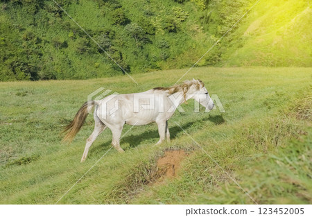 A horses eating grass on hill, A white horse eating grass in the green field, concept horse eating grass 123452005
