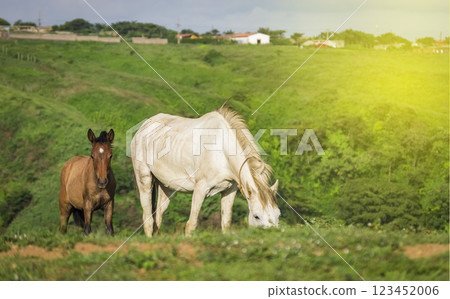 Two horses eating grass together, One came eating grass with her calf in the field, two horses together in the 123452006