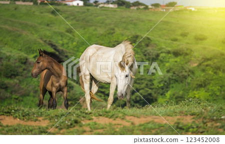 Two horses eating grass together, One came eating grass with her calf in the field, two horses together in the Two horses eating grass together, One came eating grass with her calf in the field, two horses together in the 123452008