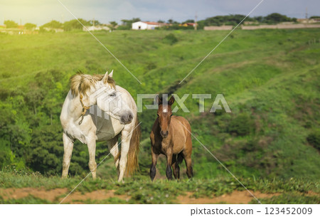 Two horses eating grass together, One came eating grass with her calf in the field, two horses together in the 123452009