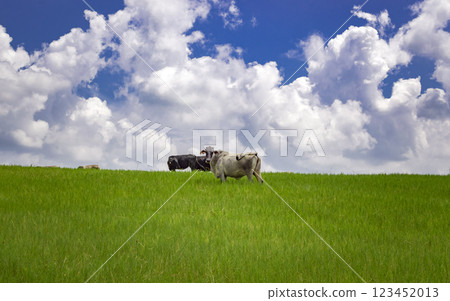 Cows in the field eating grass, photo of several cows in a green field with blue sky and copy space, A green field with cows eating grass and beautiful blue sky 123452013