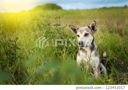 A dog in the field, Close up of a dog in the field with copy space, Close up of a dog in the field looking into the distance A dog in the field, Close up of a dog in the field with copy space, Close up of a dog in the field looking into the distance 123452017