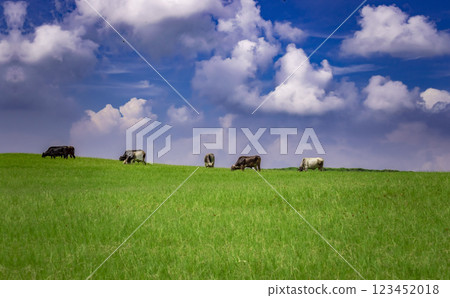 Cows in the field eating grass, Several cows in a green field with blue sky and copy space, A green field with cows eating grass and beautiful blue sky Cows in the field eating grass, Several cows in a green field with blue sky and copy space, A green field with cows eating grass and beautiful blue sky 123452018