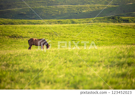 Horse in the green field eating grass, A horse grazing in the field 123452023
