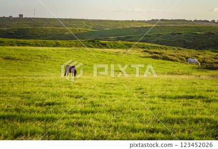 Two horses eating grass together in the field, hill with two horses eating grass, two horses in a meadow Two horses eating grass together in the field, hill with two horses eating grass, two horses in a meadow 123452026