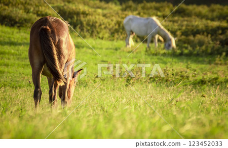 Two horses eating grass together in the field, hill with two horses eating grass, two horses in a meadow 123452033