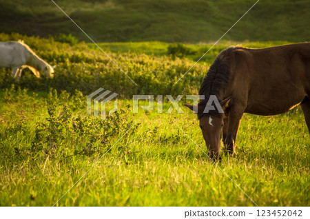 Two horses eating grass together in the field, two horses eating grass, two horses in a meadow Two horses eating grass together in the field, two horses eating grass, two horses in a meadow 123452042