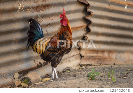 Beautiful rooster in the yard, a farm rooster in the yard 123452048