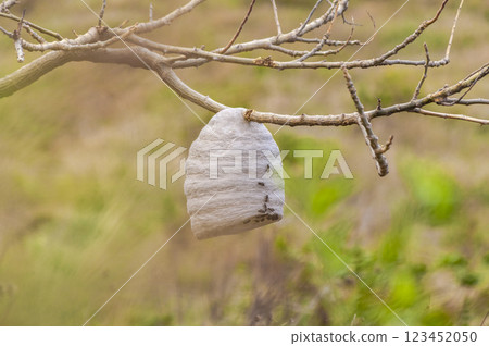Close up of a bee honeycomb on branches, bees surrounding their honeycomb, colony of bees on a branch 123452050