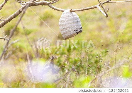 Close up of a bee honeycomb on branches, bees surrounding their honeycomb, colony of bees on a branch Close up of a bee honeycomb on branches, bees surrounding their honeycomb, colony of bees on a branch 123452051
