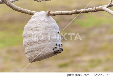 Close up of a bee honeycomb on branches, bees surrounding their honeycomb, colony of bees on a branch Close up of a bee honeycomb on branches, bees surrounding their honeycomb, colony of bees on a branch 123452052