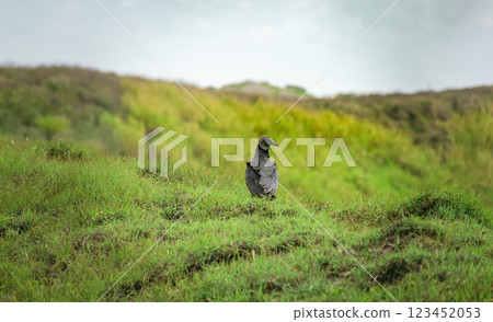 Coragyps atratus looking for prey, A buzzard looking for prey, portrait of a black vulture in the field Coragyps atratus looking for prey, A buzzard looking for prey, portrait of a black vulture in the field 123452053