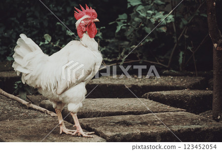 Farm rooster in the yard, close up of a breed rooster in a yard, Beautiful white breed rooster in the yard Farm rooster in the yard, close up of a breed rooster in a yard, Beautiful white breed rooster in the yard 123452054