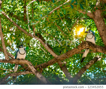 Two white-throated magpie (Calocitta formosa) on a tree branch. View of two white-throated magpies posing on the branches of a tree. Nicaragua 123452055