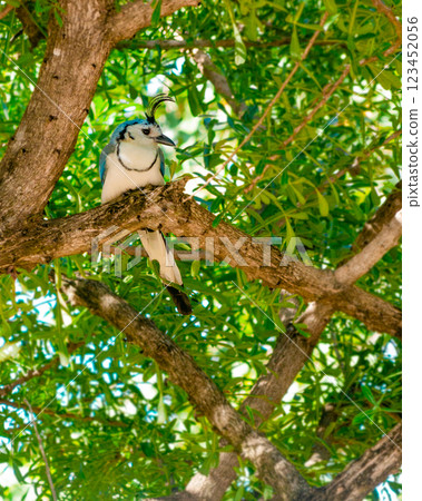 White-throated Magpie (Calocitta formosa) on a tree branch. Portrait of a white-throated magpie posing on a branch of a tree. Beautiful white-faced magpie. Nicaragua 123452056