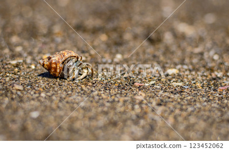 Small crab in its shell, close up of a small crab in its shell, small crab in the sand Small crab in its shell, close up of a small crab in its shell, small crab in the sand 123452062