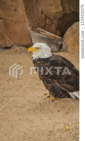 Amazing bald eagle sitting on the ground 123452079