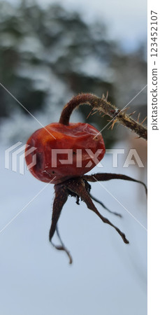 Frozen red berry in garden 123452107