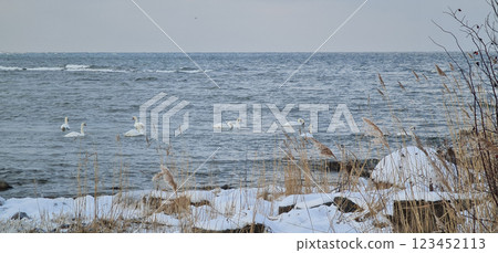 Winter Baltic sea with swans Winter Baltic sea with swans 123452113