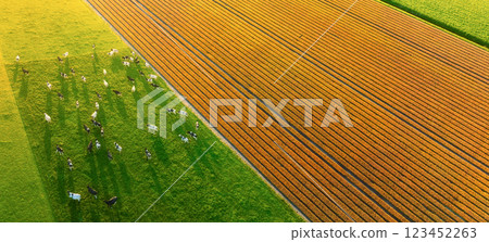 Aerial view of the cows. Field with tulips. Agriculture and animal husbandry. 123452263