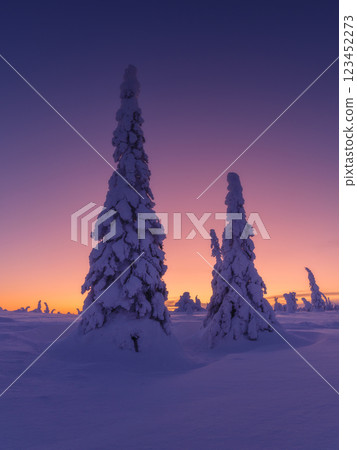 Lapland, Finland. Winter landscape during sunset. Trees covered with snow. Winter wonderland. Lapland, Finland. Winter landscape during sunset. Trees covered with snow. Winter wonderland. 123452273