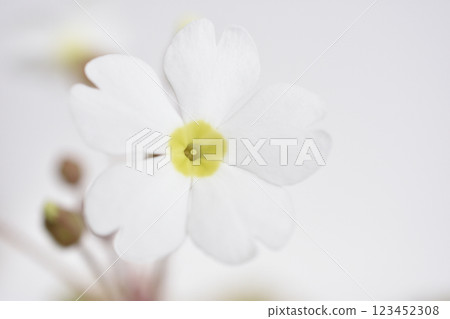 Primula Sinensis 123452308