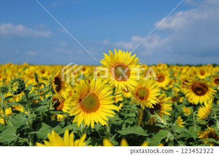 大牟田市向日葵田， 123452322