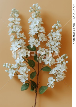 Delicate white flowers with green leaves are artistically arranged against a soft light background showcasing their natural beauty during springtime blooming. 123452775