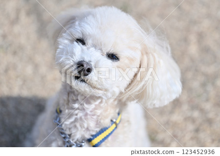 玩具貴賓犬抬頭仰望，臉龐可愛 123452936