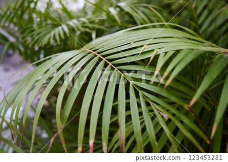 Lush and Vibrant Green Palm Leaves in Warm Natural Light Creating a Beautiful Scene Lush and Vibrant Green Palm Leaves in Warm Natural Light Creating a Beautiful Scene 123453281