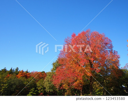 Autumn leaves of maple trees at the Aichi Prefectural Greening Center 123453580