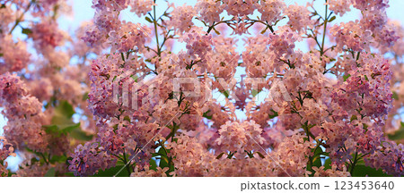 Abstract floral banner. Delicate lilac flowers in the spring garden against the blue sky. Spring arrival concept, floral card, template for design, creative composition, selective focus 123453640
