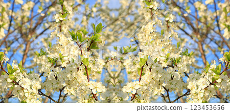 Abstract floral banner,background. Delicate cherry blossoms in the spring garden.Spring arrival concept, floral card, template for design, creative composition, selective focus Abstract floral banner,background. Delicate cherry blossoms in the spring garden.Spring arrival concept, floral card, template for design, creative composition, selective focus 123453656