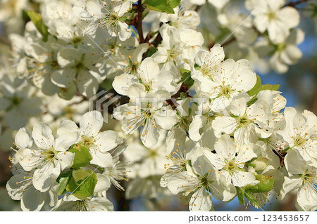 Abstract floral spring background from defocused delicate cherry blossoms. Banner for screen, greeting card, invitation, seasonal concept of Easter and new life rebirth, selective focus Abstract floral spring background from defocused delicate cherry blossoms. Banner for screen, greeting card, invitation, seasonal concept of Easter and new life rebirth, selective focus 123453657