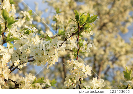 Blooming trees in the spring against the blue sky, a beautiful garden and a good harvest in the summer. The branches of plums in the spring garden Blooming trees in the spring against the blue sky, a beautiful garden and a good harvest in the summer. The branches of plums in the spring garden 123453665