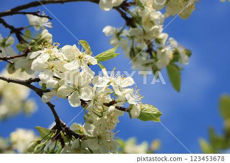 Blooming trees in the spring against the blue sky, a beautiful garden and a good harvest in the summer. The branches of plums in the spring garden Blooming trees in the spring against the blue sky, a beautiful garden and a good harvest in the summer. The branches of plums in the spring garden 123453678